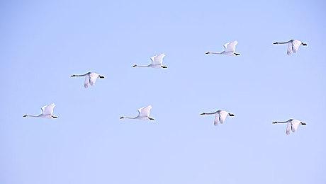 任天堂泄露者暗示一款以塞尔达公主为主角的游戏